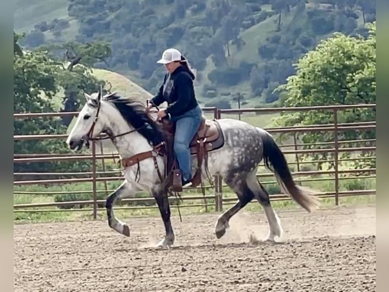 Koń andaluzyjski Wałach 13 lat 150 cm Siwa in Paicines Ca