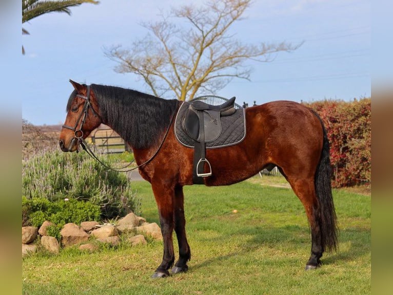 Koń andaluzyjski Wałach 14 lat 157 cm Gniada in Pleasant Grove CA