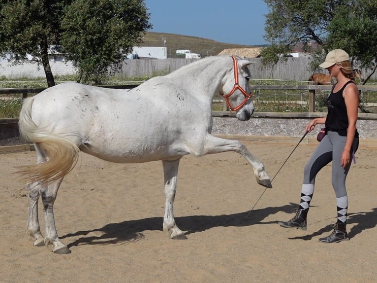 Koń andaluzyjski Wałach 15 lat 150 cm Siwa jabłkowita in San Ambrosio