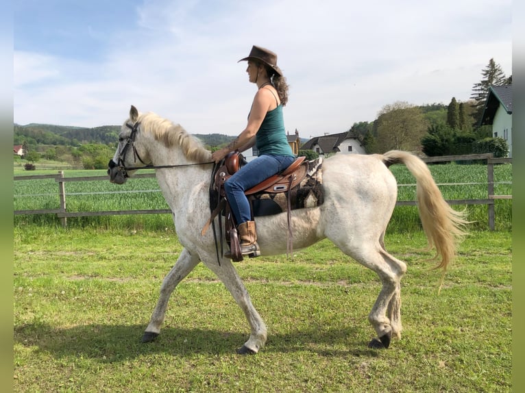 Koń andaluzyjski Wałach 15 lat 155 cm Siwa w hreczce in HaderswörthLanzenkirchen