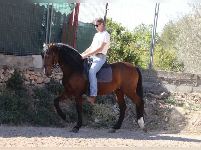 Koń andaluzyjski Mix Wałach 16 lat 158 cm Gniada in Valencia