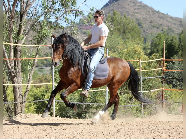 Koń andaluzyjski Mix Wałach 16 lat 158 cm Gniada in Valencia