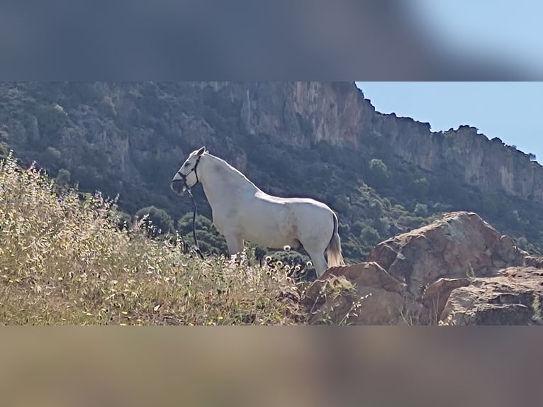 Koń andaluzyjski Wałach 17 lat 162 cm Siwa in Casares
