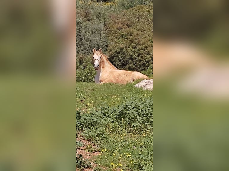 Koń andaluzyjski Wałach 17 lat 162 cm Siwa in Casares