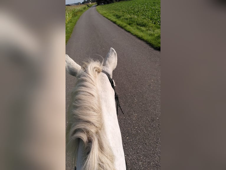 Koń andaluzyjski Mix Wałach 18 lat 143 cm in Xanten