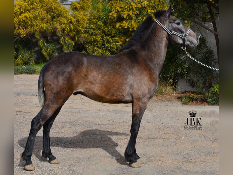 Koń andaluzyjski Wałach 1 Rok 152 cm Siwa in Tabernas Almeria