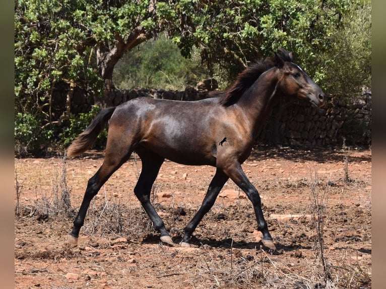 Koń andaluzyjski Wałach 2 lat 149 cm Siwa in Mallorca