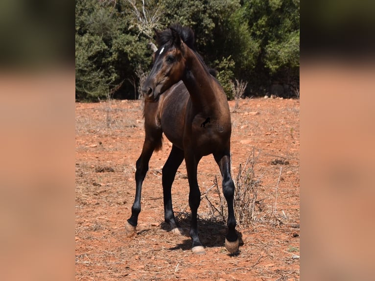 Koń andaluzyjski Wałach 2 lat 149 cm Siwa in Mallorca