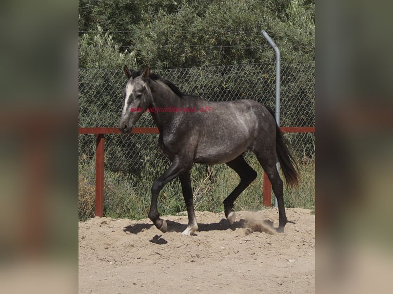 Koń andaluzyjski Wałach 3 lat 150 cm Siwa in Pruna