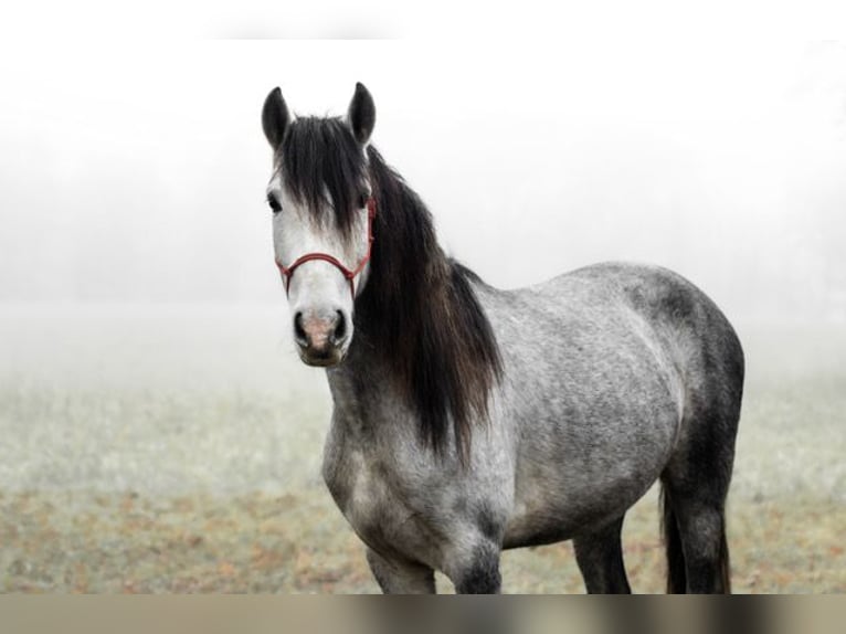 Koń andaluzyjski Wałach 3 lat 151 cm in Rohlfshagen