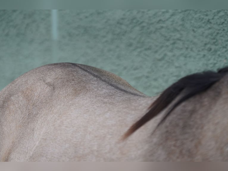 Koń andaluzyjski Wałach 3 lat 152 cm Bułana in Krumbach