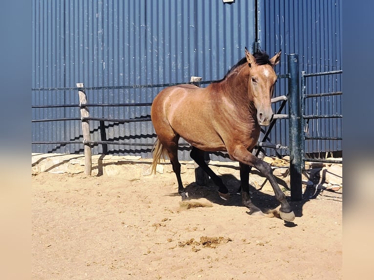 Koń andaluzyjski Wałach 3 lat 154 cm Formy Brown Falb in Vejer de la Frontera