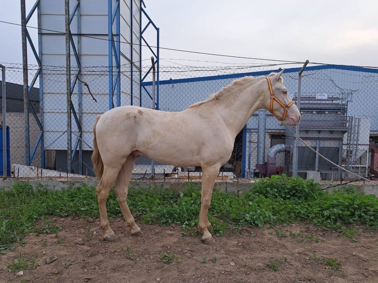 Koń andaluzyjski Wałach 3 lat 157 cm Cremello in Granada