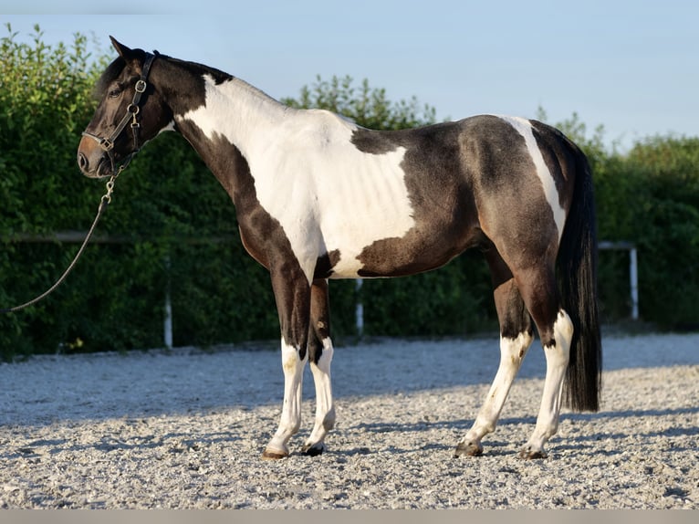 Koń andaluzyjski Wałach 3 lat 157 cm Srokata in Neustadt (Wied)Neustadt Wied