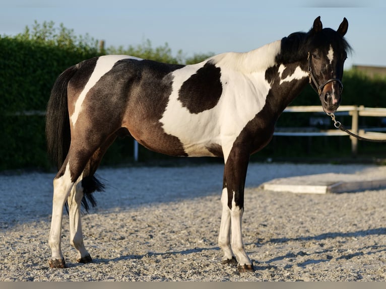 Koń andaluzyjski Wałach 3 lat 157 cm Srokata in Neustadt (Wied)Neustadt Wied