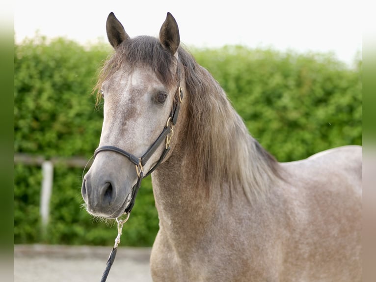 Koń andaluzyjski Wałach 3 lat 163 cm Siwa in Neustadt (Wied)