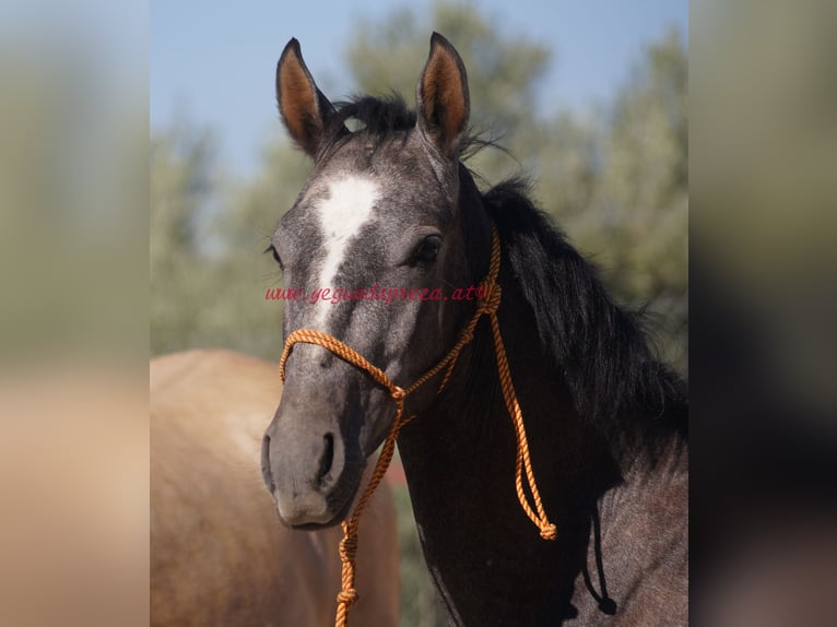 Koń andaluzyjski Wałach 3 lat Siwa in Pruna