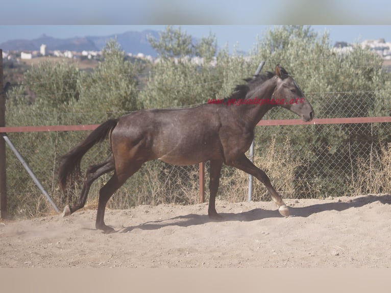 Koń andaluzyjski Wałach 3 lat Siwa in Pruna