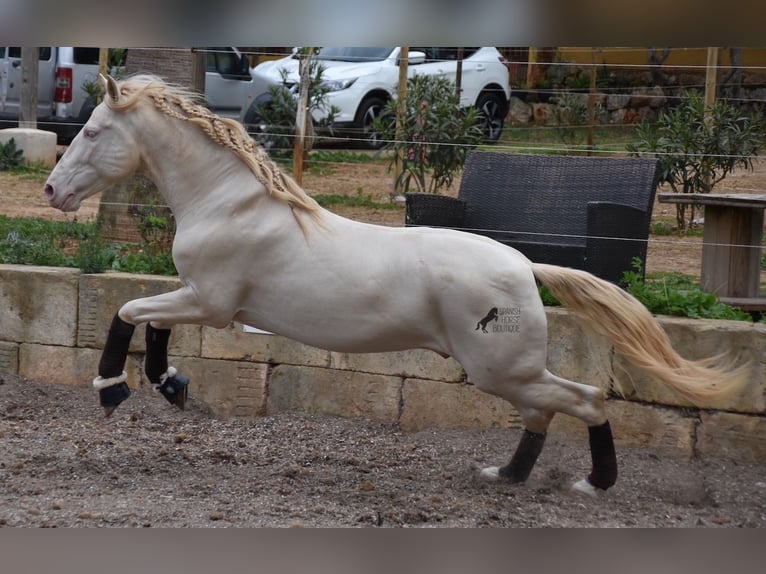 Koń andaluzyjski Wałach 4 lat 149 cm Cremello in Mallorca