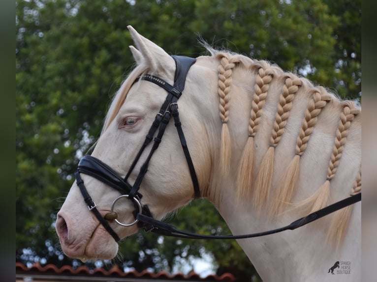 Koń andaluzyjski Wałach 4 lat 149 cm Cremello in Mallorca