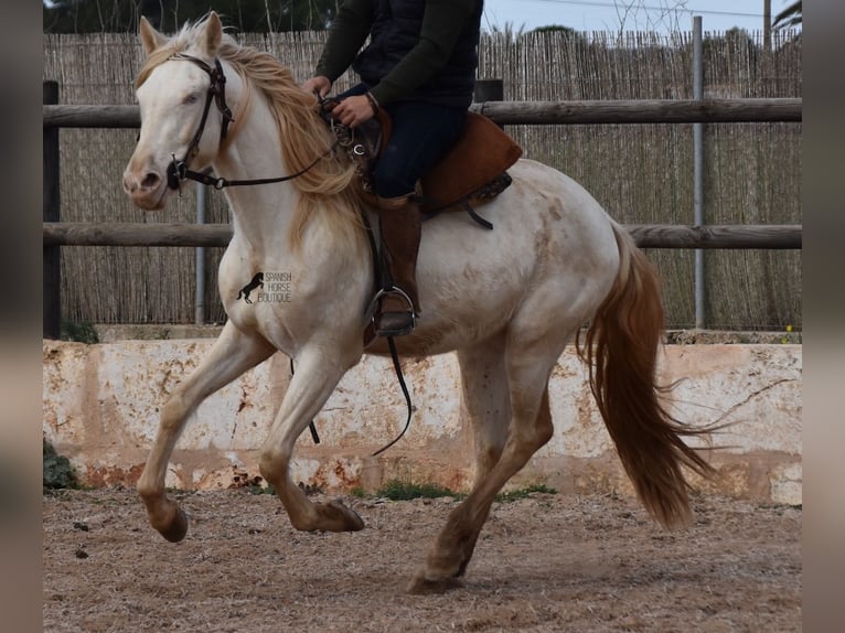 Koń andaluzyjski Wałach 4 lat 150 cm Cremello in Mallorca