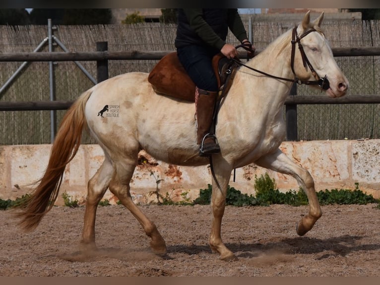 Koń andaluzyjski Wałach 4 lat 150 cm Cremello in Mallorca
