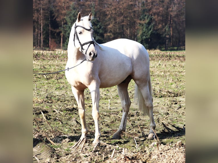 Koń andaluzyjski Mix Wałach 4 lat 152 cm Perlino in uelsen