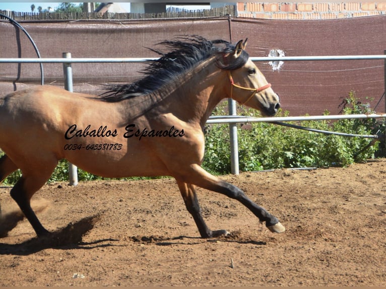Koń andaluzyjski Wałach 4 lat 153 cm Bułana in Vejer de la Frontera