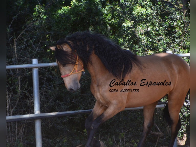Koń andaluzyjski Wałach 4 lat 153 cm Bułana in Vejer de la Frontera