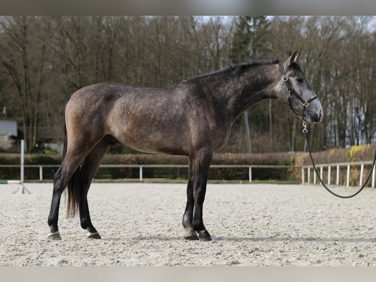 Koń andaluzyjski Wałach 4 lat 154 cm Siwa jabłkowita in Neustadt (Wied)
