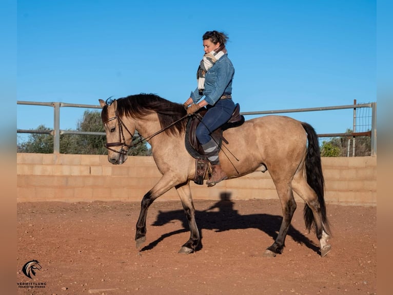 Koń andaluzyjski Wałach 4 lat 155 cm Bułana in Valencia
