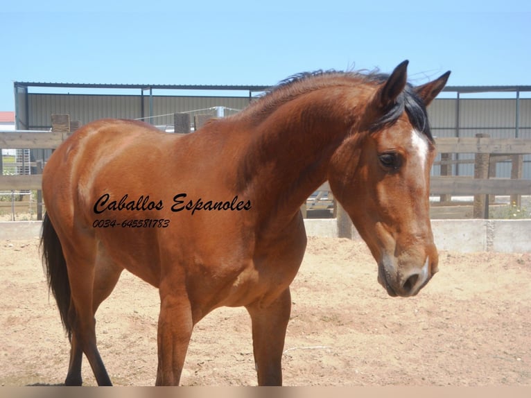 Koń andaluzyjski Wałach 4 lat 155 cm Gniada in Vejer de la Frontera