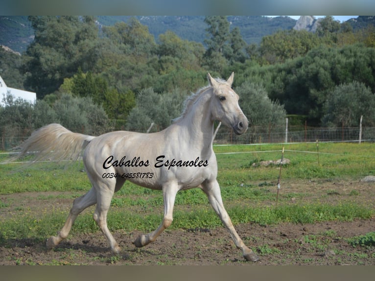 Koń andaluzyjski Wałach 4 lat 156 cm Izabelowata in Vejer de la Frontera