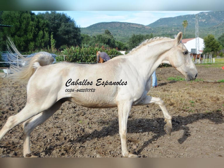 Koń andaluzyjski Wałach 4 lat 156 cm Izabelowata in Vejer de la Frontera