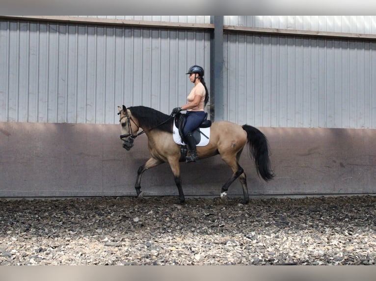 Koń andaluzyjski Mix Wałach 4 lat 157 cm Bułana in Den Haag