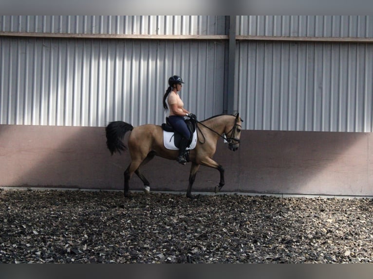 Koń andaluzyjski Mix Wałach 4 lat 157 cm Bułana in Den Haag