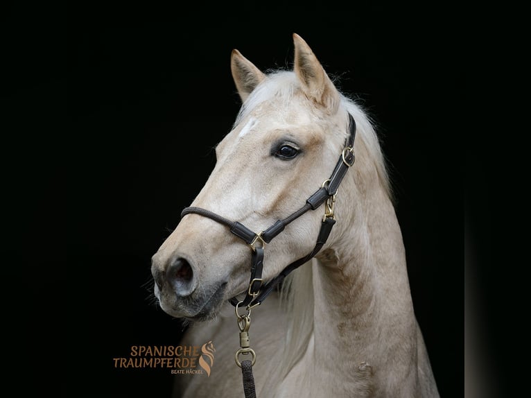 Koń andaluzyjski Mix Wałach 4 lat 158 cm Izabelowata in Traventhal