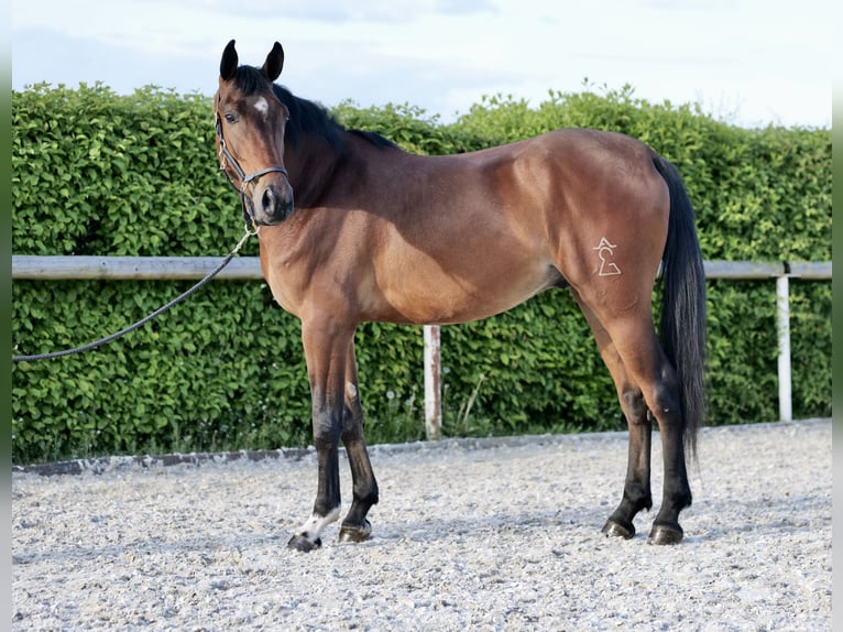 Koń andaluzyjski Wałach 4 lat 160 cm Gniada in Neustadt (Wied)