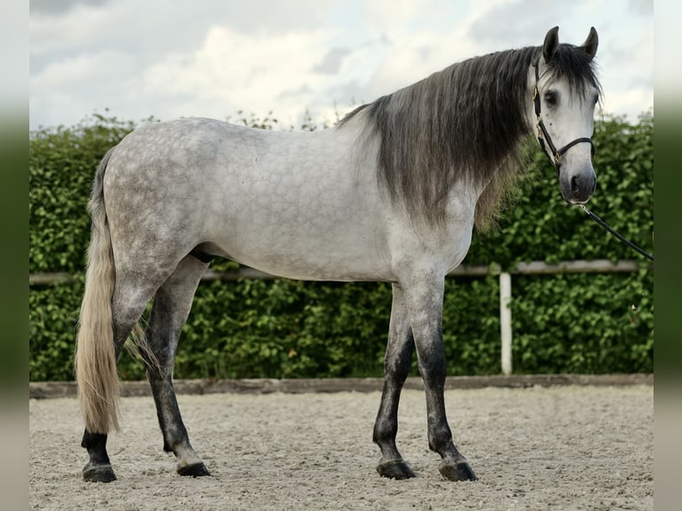 Koń andaluzyjski Wałach 4 lat 162 cm Siwa jabłkowita in Neustadt (Wied)