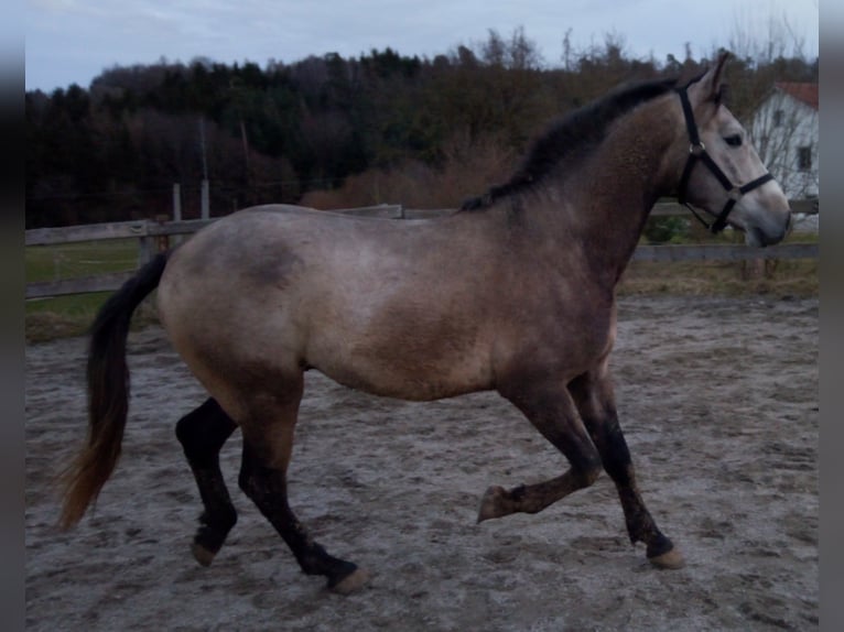 Koń andaluzyjski Wałach 5 lat 150 cm Siwa in Ergoldsbach