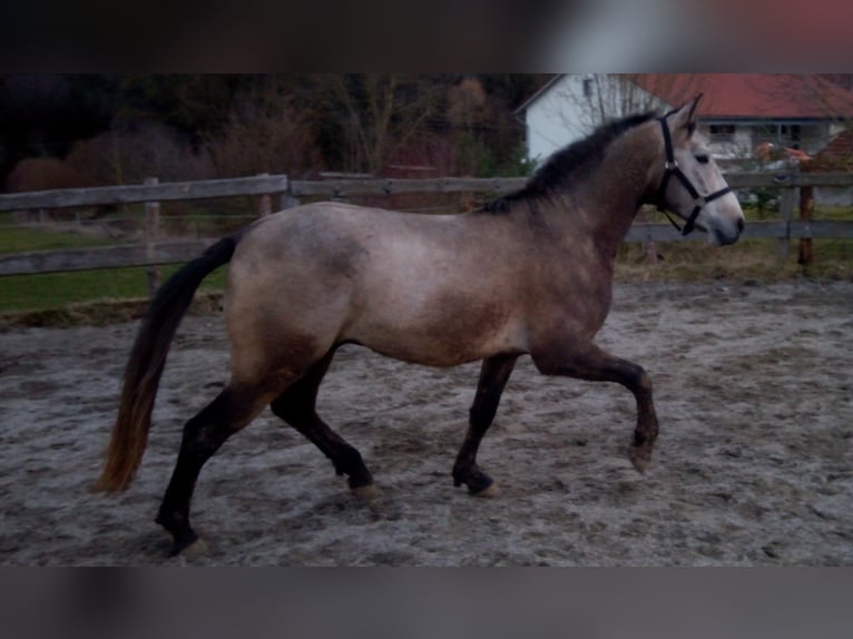 Koń andaluzyjski Wałach 5 lat 150 cm Siwa in Ergoldsbach
