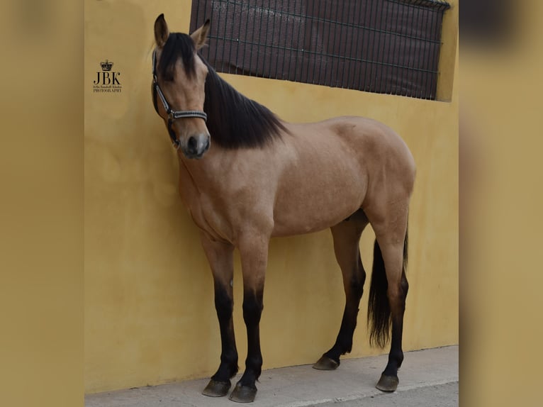 Koń andaluzyjski Wałach 5 lat 152 cm Bułana in Tabernas Almeria