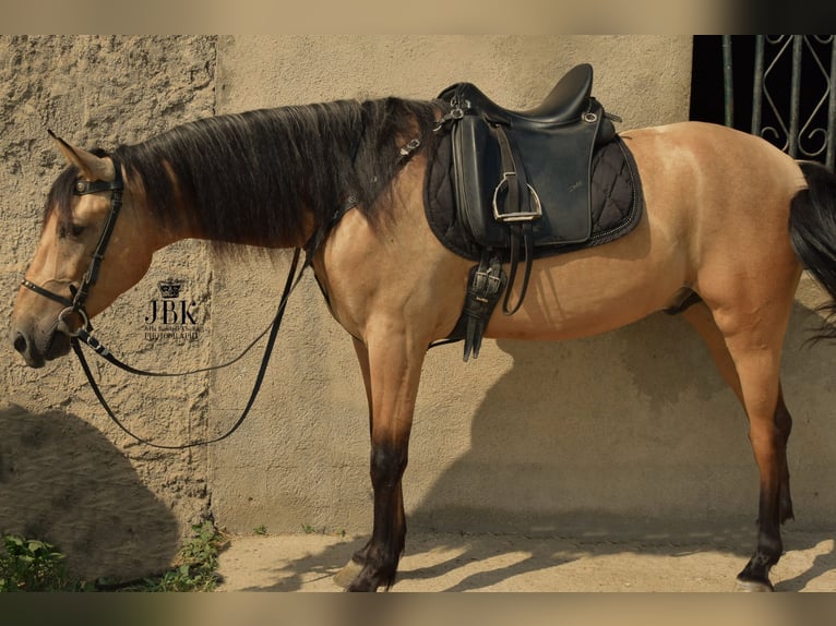 Koń andaluzyjski Wałach 5 lat 152 cm Bułana in Tabernas Almeria