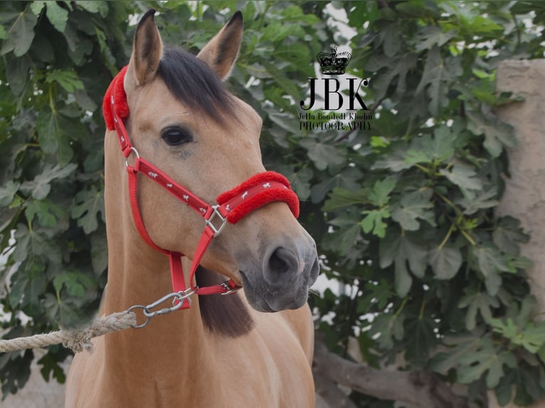 Koń andaluzyjski Wałach 5 lat 154 cm Bułana in Tabernas Almeria