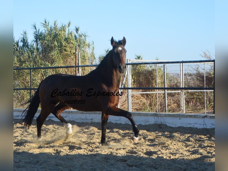 Koń andaluzyjski Wałach 5 lat 156 cm Gniada in Vejer de la Frontera
