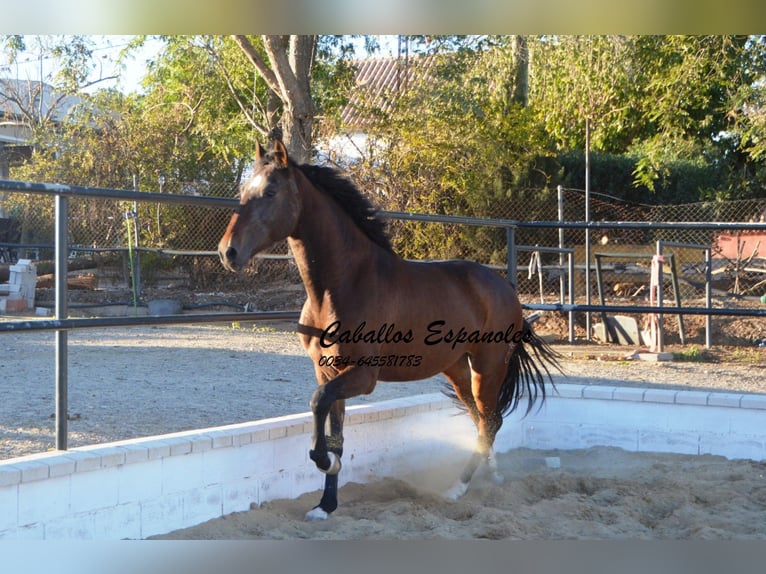 Koń andaluzyjski Wałach 5 lat 156 cm Gniada in Vejer de la Frontera