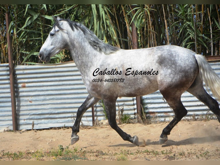 Koń andaluzyjski Wałach 5 lat 158 cm Siwa in Vejer de la Frontera