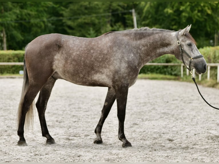 Koń andaluzyjski Wałach 5 lat 160 cm Stalowosiwy in Neustadt (Wied)