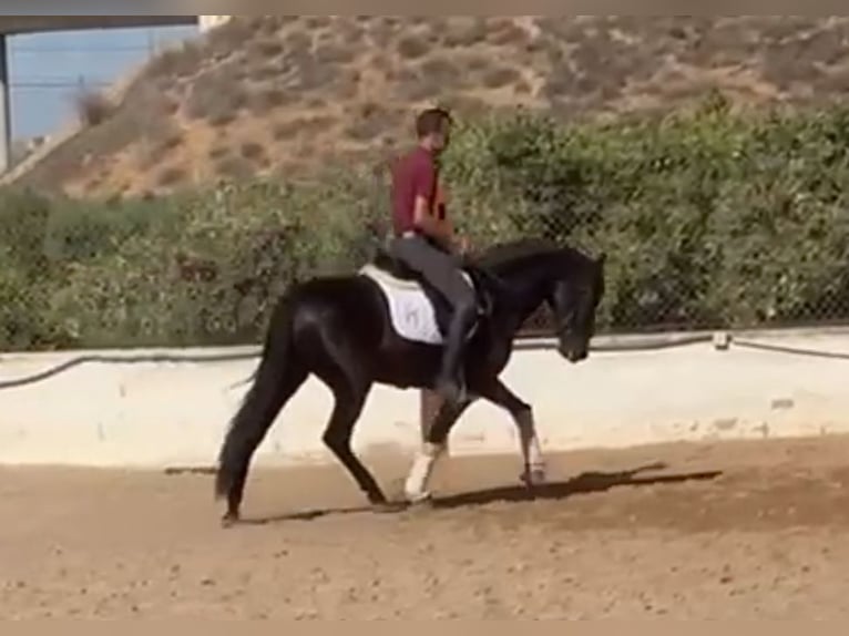 Koń andaluzyjski Wałach 5 lat 161 cm Kara in Valencia