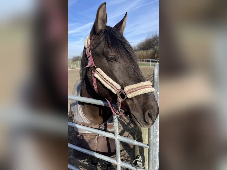 Koń andaluzyjski Mix Wałach 5 lat 162 cm Bułana in Leipheim